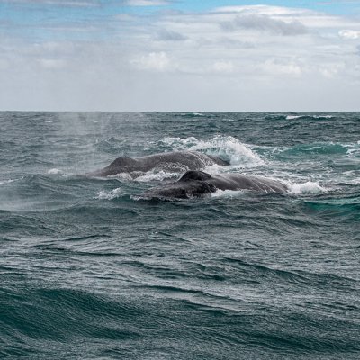Buckelwale in der Karibik